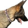 Collier pour chien anti parasitaire naturel aux perles EM tressé en paracorde Elodog