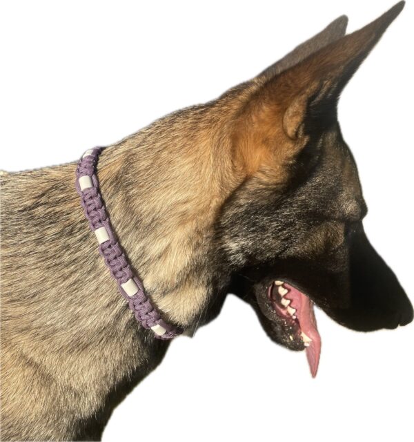 Collier pour chien anti parasitaire naturel aux perles EM tressé en paracorde Elodog