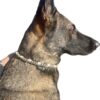 Collier Hybride en Biothane et Paracorde – Résistance, Style et Personnalisation Associez la robustesse du Biothane à la souplesse de la paracorde avec ce collier hybride, conçu pour offrir durabilité, confort et esthétique unique. Idéal pour les chiens actifs, il allie solidité et élégance avec une personnalisation avancée. ✨ Pourquoi l’adopter ? ✔ Résistant et durable – Matériaux de haute qualité pour une longévité optimale. ✔ Style unique – Large choix de couleurs pour un look personnalisé. ✔ Attache pratique – Anneau central pour une fixation rapide et sécurisée. ✔ Personnalisation avancée – Gravure du nom et du numéro de téléphone sur plaque Biothane. 🎯 Associez-le à une laisse assortie pour un ensemble harmonieux et élégant ! 🚀 Commandez dès maintenant et créez un collier unique pour votre compagnon fidèle !