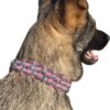 Collier en paracorde tressée rose Elodog porté par un berger allemand gris