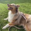 Laisse pour chien en Biothane tressé Elodog