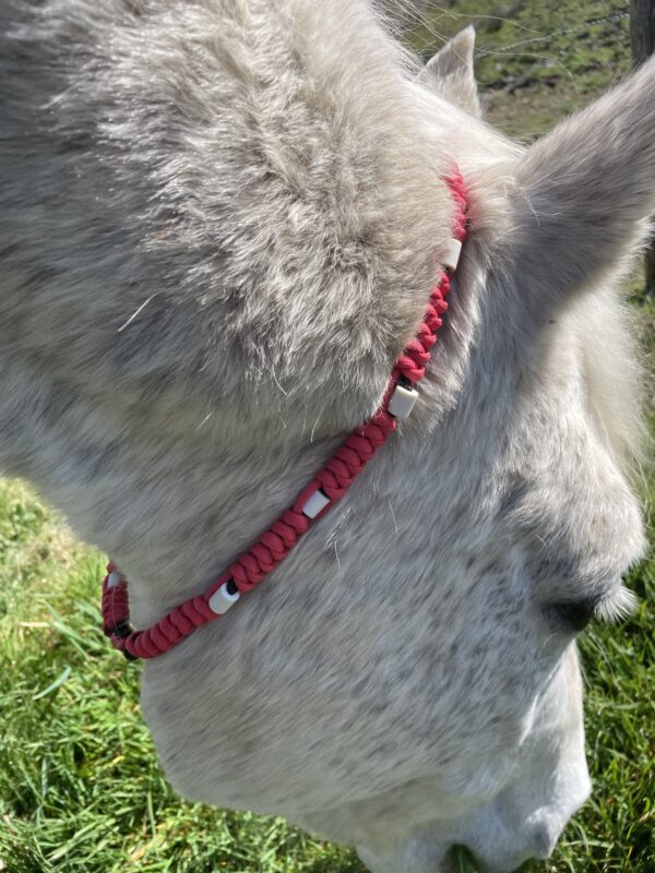 Collier anti tiques naturel chevaux tressé en paracorde avec perles EM Elodog