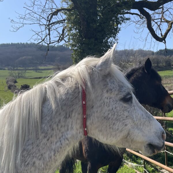Collier anti tiques naturel chevaux tressé en paracorde avec perles EM Elodog