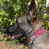 Collier pour chien en biotahne sur mesure et personnalisé avec AirTag intégré Elodog