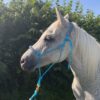 Licol Ethologique CAELIS bleu océan EloDog