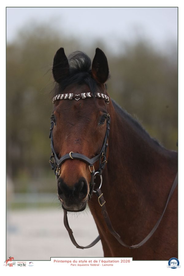 Cheval bai portant fièrement son frontal tressé modèle Arwen confectionne par l'atelier d'Elo