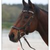 Cheval bai portant fièrement son frontal tressé modèle Arwen confectionne par l'atelier d'Elo