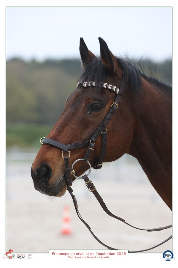 Cheval bai portant fièrement son frontal tressé modèle Arwen confectionne par l'atelier d'Elo