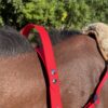 Collier poignée CAELIOR en biothane Elodog